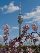 Kirschbluete im Olympiapark 2023