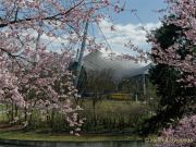 Kirschbluete im Olympiapark 2023