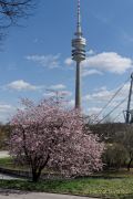 Kirschbluete im Olympiapark 2023