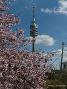 Kirschbluete im Olympiapark 2023