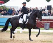 Pferd International - 2024 - Dressur - DERBY Stars von Morgen