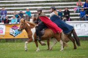 Pferd International - 2024 - Schauprogramm - Island_Pferde