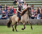 Pferd International - 2024 - Schauprogramm - Island_Pferde