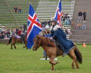 Pferd International - 2024 - Schauprogramm - Island_Pferde