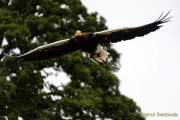 d170716-134849-800-100-warwick_castle