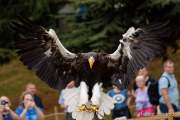 d170716-135411-000-100-warwick_castle