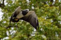 d170716-134117-400-100-warwick_castle