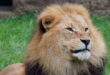 Abendlicher Foto- und Presserundgang durch den Tierpark Hellabrunn am 11.9.2024