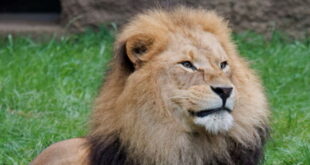 Abendlicher Foto- und Presserundgang durch den Tierpark Hellabrunn am 11.9.2024